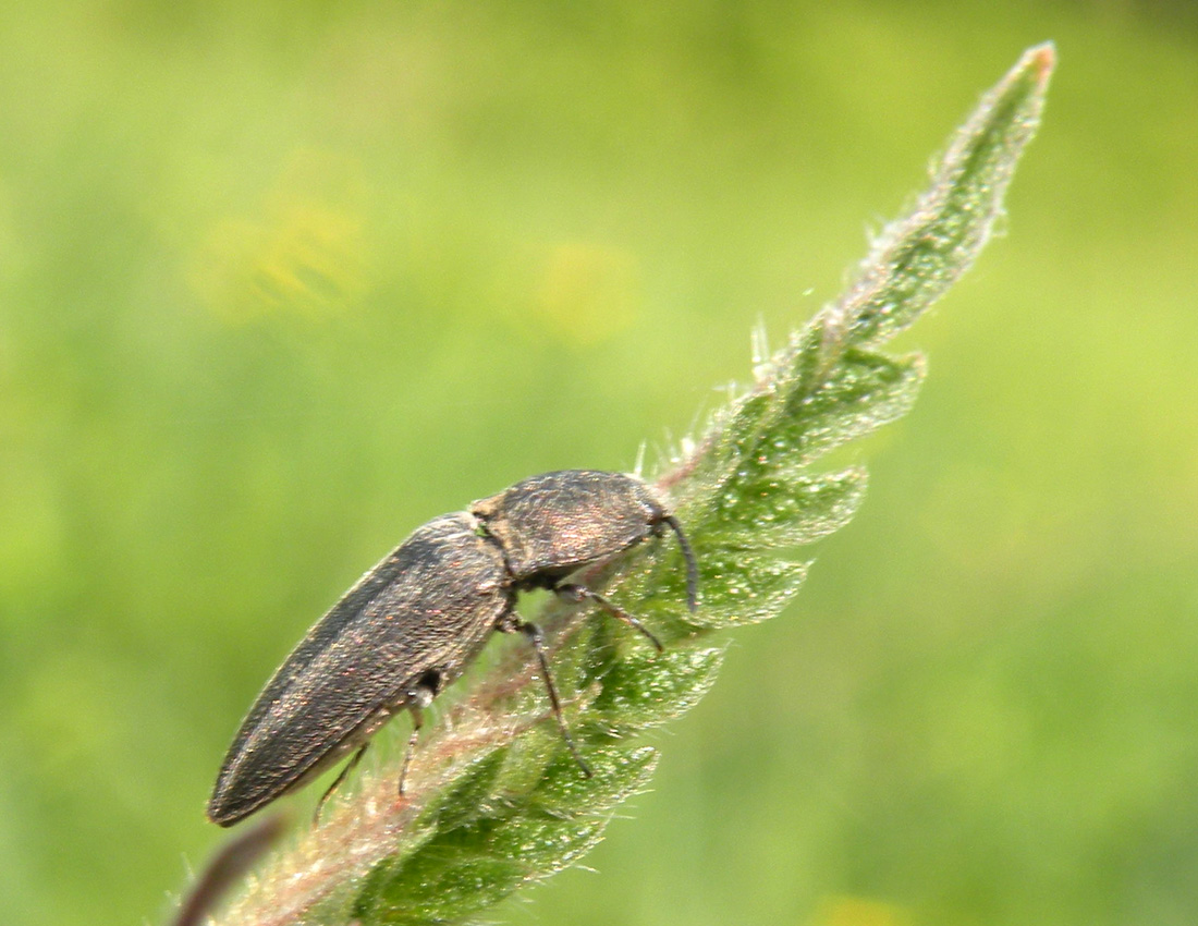 Cidnopus? Elateridae